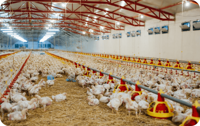 Smart Poultry Farm